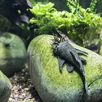 Bristlenose Pleco - Master