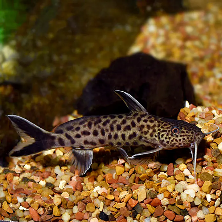 Dwarf Petricola Catfish - Master