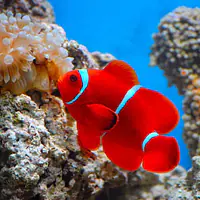 Maroon Clownfish - Master