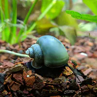 Blue Mystery Snail - Master