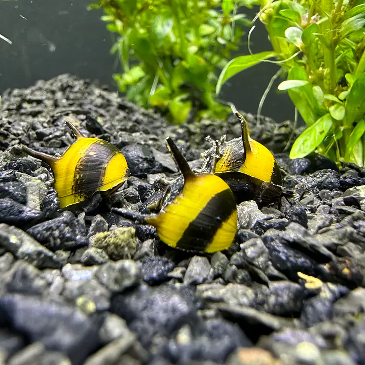 Thorny Sunshine Snail - Master