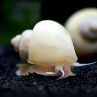 Albino Mystery Snail - Master