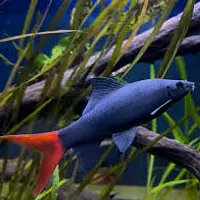 Red Tail Shark - Master