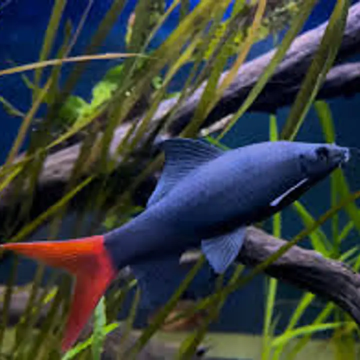 Red Tail Shark - Master