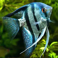 Blue Zebra Angelfish - Master