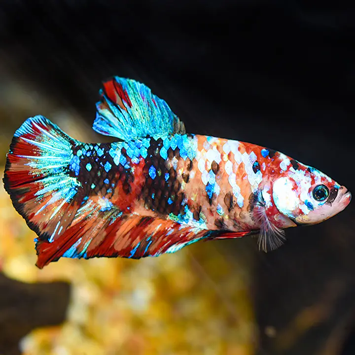 Giant Koi Halfmoon Plakat Betta, Male - Master