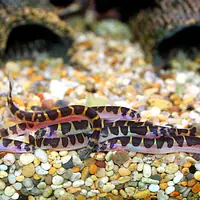 Khuli Loach - Master