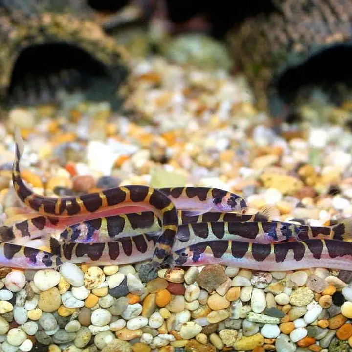 Khuli Loach - Master