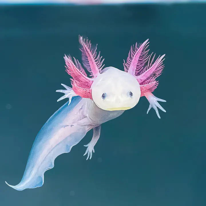 Albino Axolotl - Master