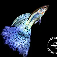 Blue Grass Guppy (Poecilia reticulata) - Master