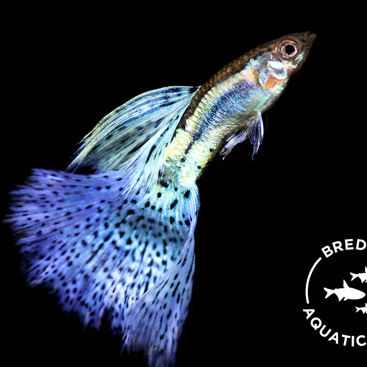 Blue Grass Guppy (Poecilia reticulata) - Master