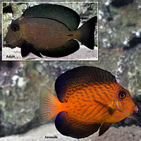 Chevron Tang - Master