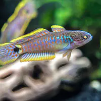 Peacock Gudgeon - Master