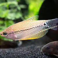 Pearl Gourami - Master