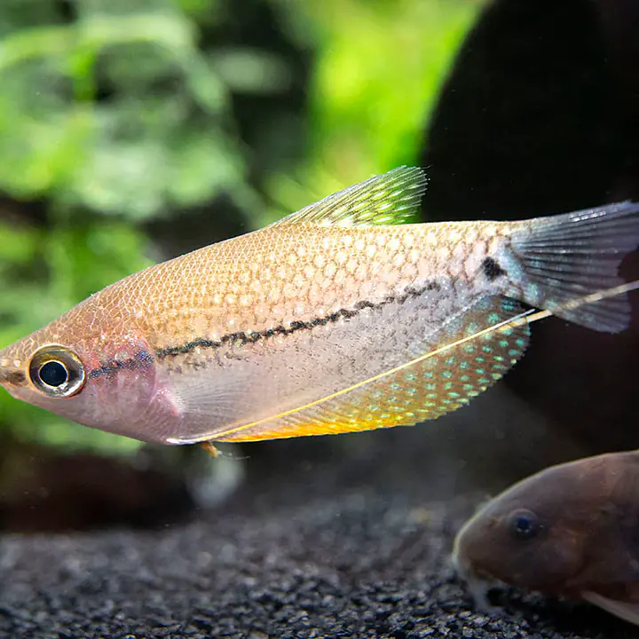 Pearl Gourami - Master