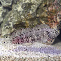 Sailfin/Algae Blenny - Master
