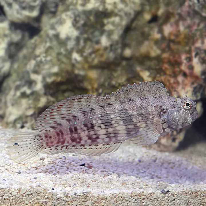 Sailfin/Algae Blenny - Master