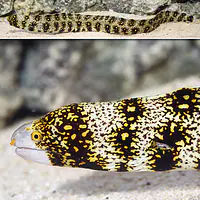 Snowflake Eel - Master