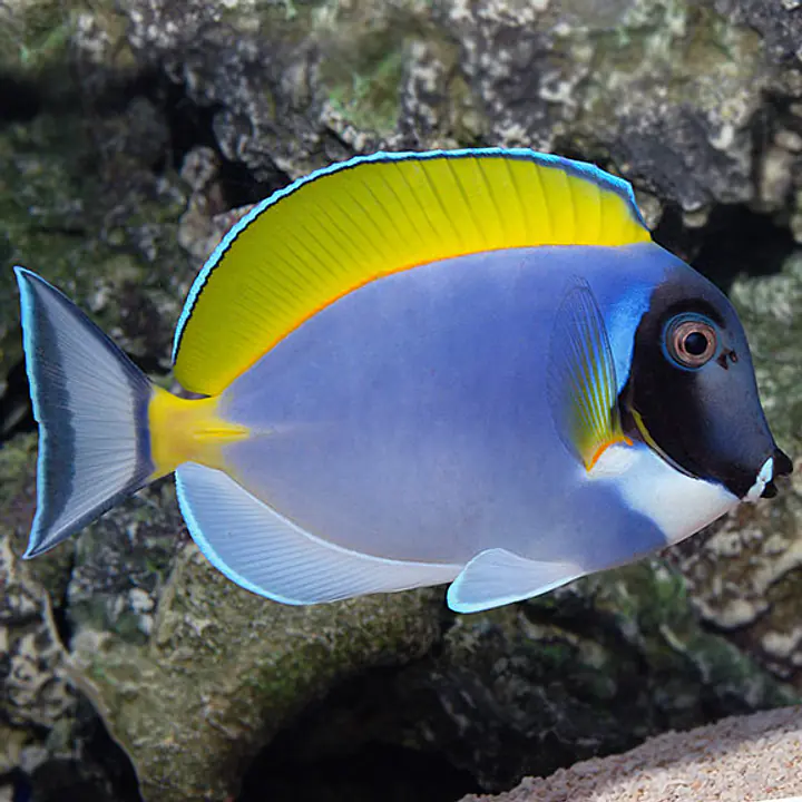Powder Blue Tang - Master