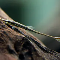 Amazon Whiptail Catfish - Master