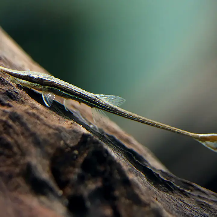 Amazon Whiptail Catfish - Master