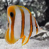 Copperband Butterflyfish - Master