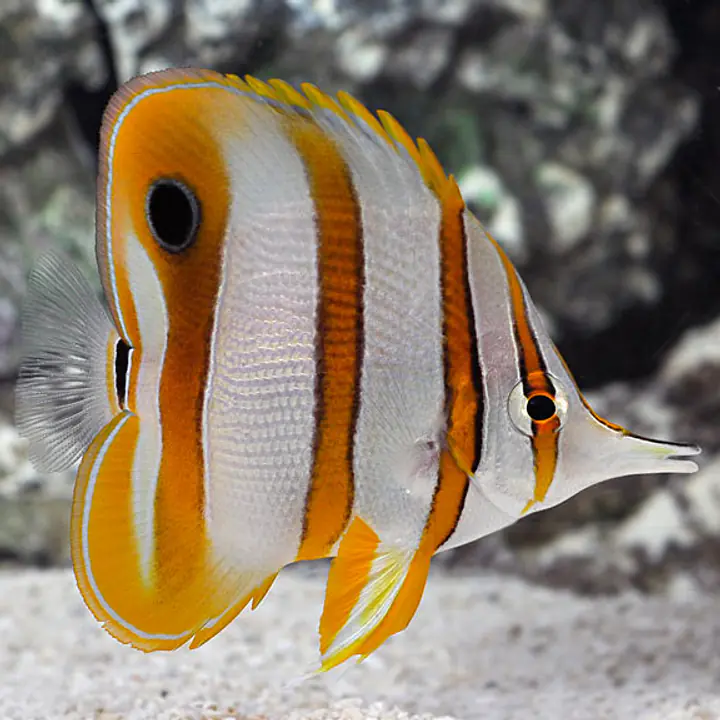 Copperband Butterflyfish - Master