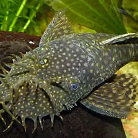 Bristlenose Pleco - Master