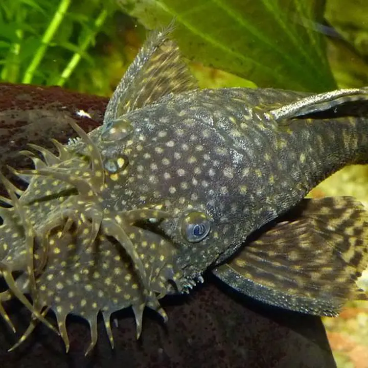 Bristlenose Pleco - Master