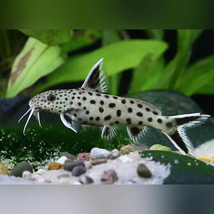 Dwarf Petricola Catfish - Master