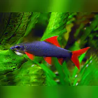 Red Tail Shark - Master