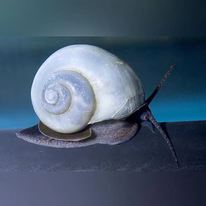 Blue Mystery Snail - Master
