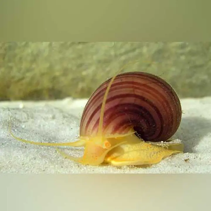 Albino Mystery Snail - Master