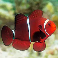 Maroon Clownfish - Master